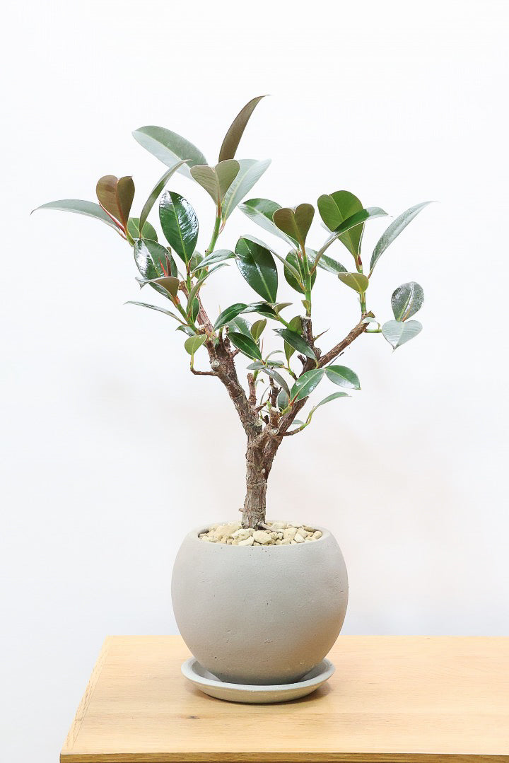 【フィカス・メラニー】ブラックに近い濃いグリーンの葉がシブイ！ゴムの木の中でも育てやすい人気種です！