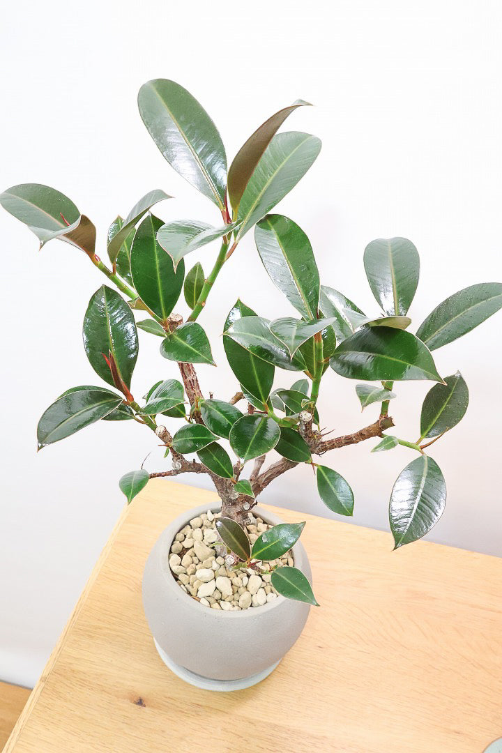 【フィカス・メラニー】ブラックに近い濃いグリーンの葉がシブイ！ゴムの木の中でも育てやすい人気種です！