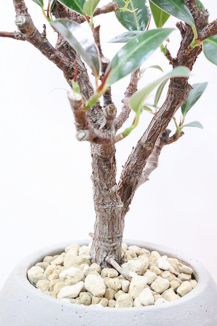 【フィカス・メラニー】ブラックに近い濃いグリーンの葉がシブイ！ゴムの木の中でも育てやすい人気種です！