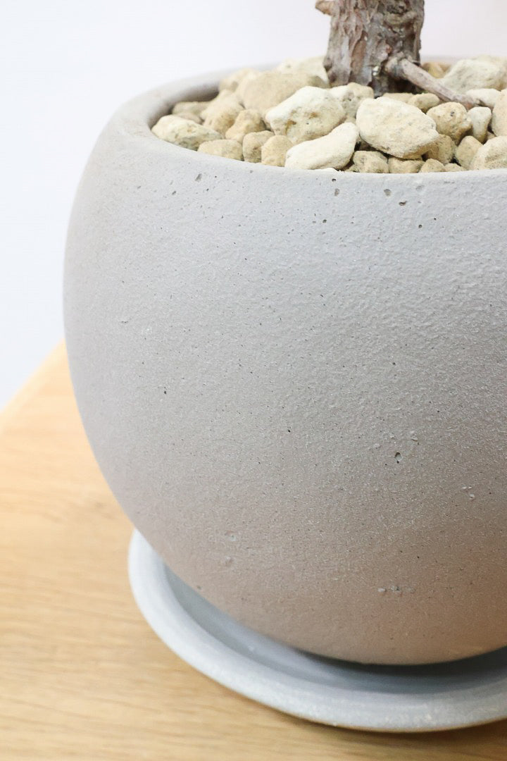 【フィカス・メラニー】ブラックに近い濃いグリーンの葉がシブイ！ゴムの木の中でも育てやすい人気種です！