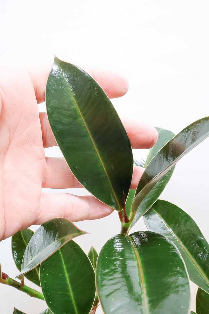 【フィカス・メラニー】ブラックに近い濃いグリーンの葉がシブイ！ゴムの木の中でも育てやすい人気種です！