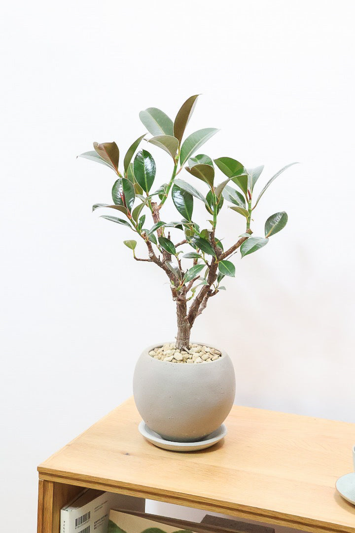 【フィカス・メラニー】ブラックに近い濃いグリーンの葉がシブイ！ゴムの木の中でも育てやすい人気種です！