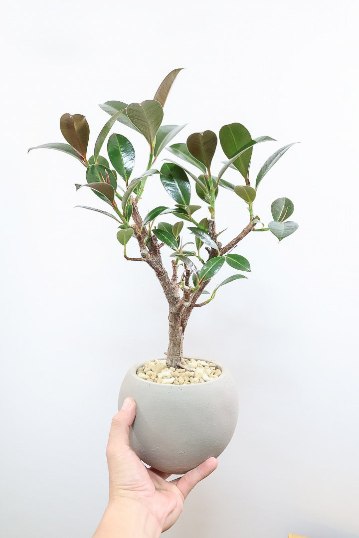 【フィカス・メラニー】ブラックに近い濃いグリーンの葉がシブイ！ゴムの木の中でも育てやすい人気種です！