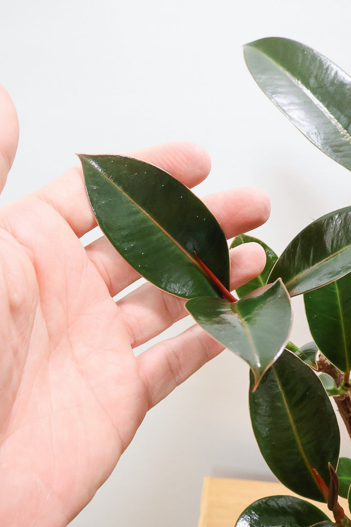 【フィカス・メラニー】ブラックに近い濃いグリーンの葉がシブイ！ゴムの木の中でも育てやすい人気種です！