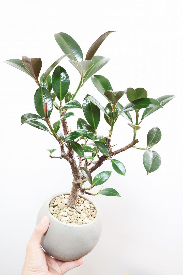 【フィカス・メラニー】ブラックに近い濃いグリーンの葉がシブイ！ゴムの木の中でも育てやすい人気種です！