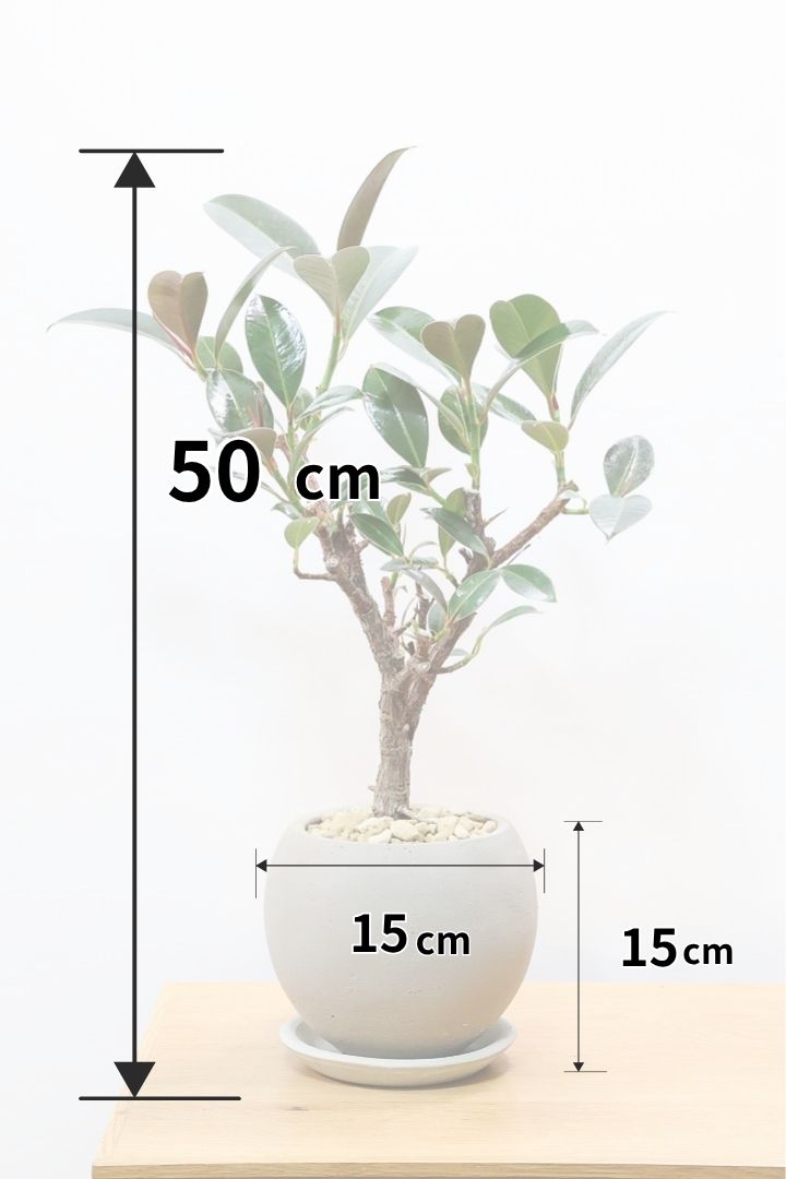 【フィカス・メラニー】ブラックに近い濃いグリーンの葉がシブイ！ゴムの木の中でも育てやすい人気種です！