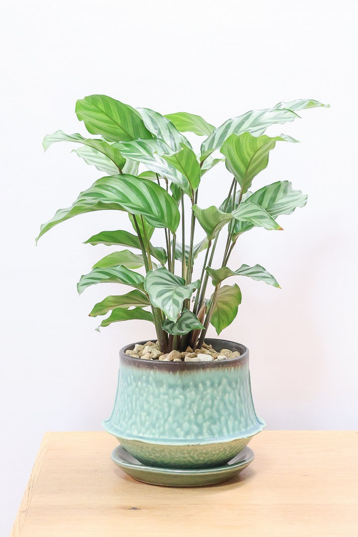 【カラテア フレディ】シルバーグリーンの葉色が特徴！カラテアの中でも育てやすい品種です！