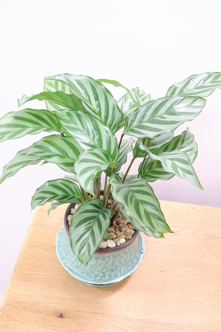 【カラテア フレディ】シルバーグリーンの葉色が特徴！カラテアの中でも育てやすい品種です！