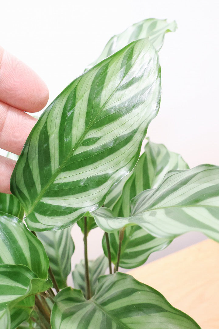 【カラテア フレディ】シルバーグリーンの葉色が特徴！カラテアの中でも育てやすい品種です！