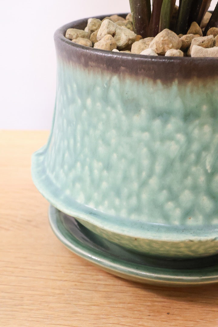 【カラテア フレディ】シルバーグリーンの葉色が特徴！カラテアの中でも育てやすい品種です！