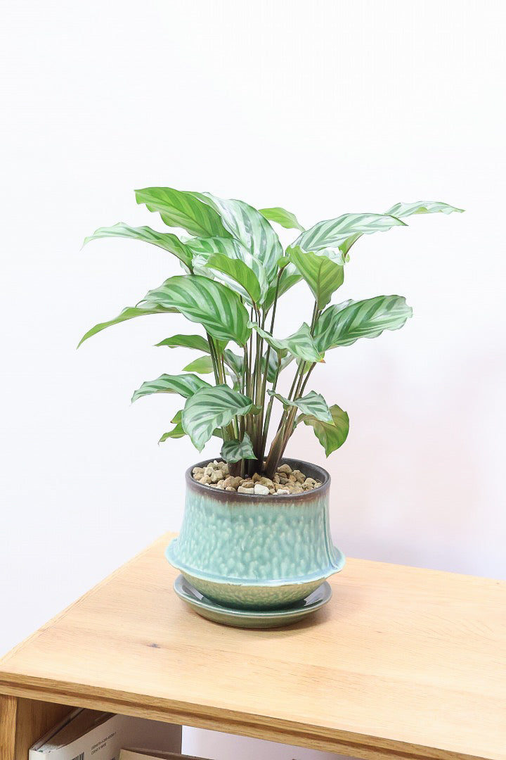 【カラテア フレディ】シルバーグリーンの葉色が特徴！カラテアの中でも育てやすい品種です！