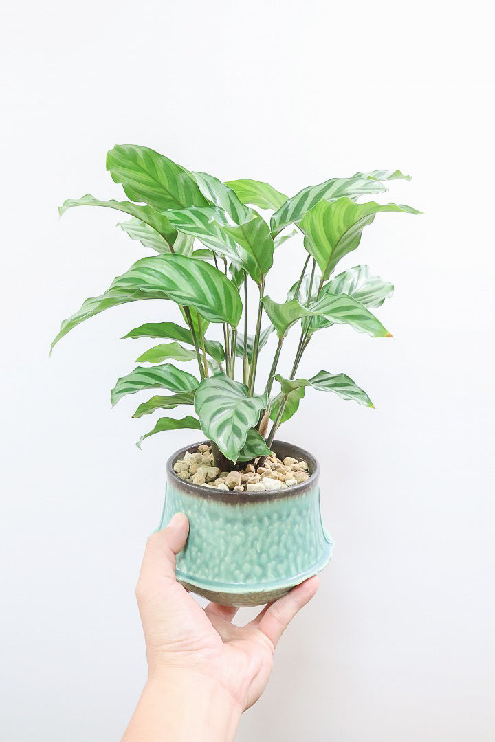 【カラテア フレディ】シルバーグリーンの葉色が特徴！カラテアの中でも育てやすい品種です！