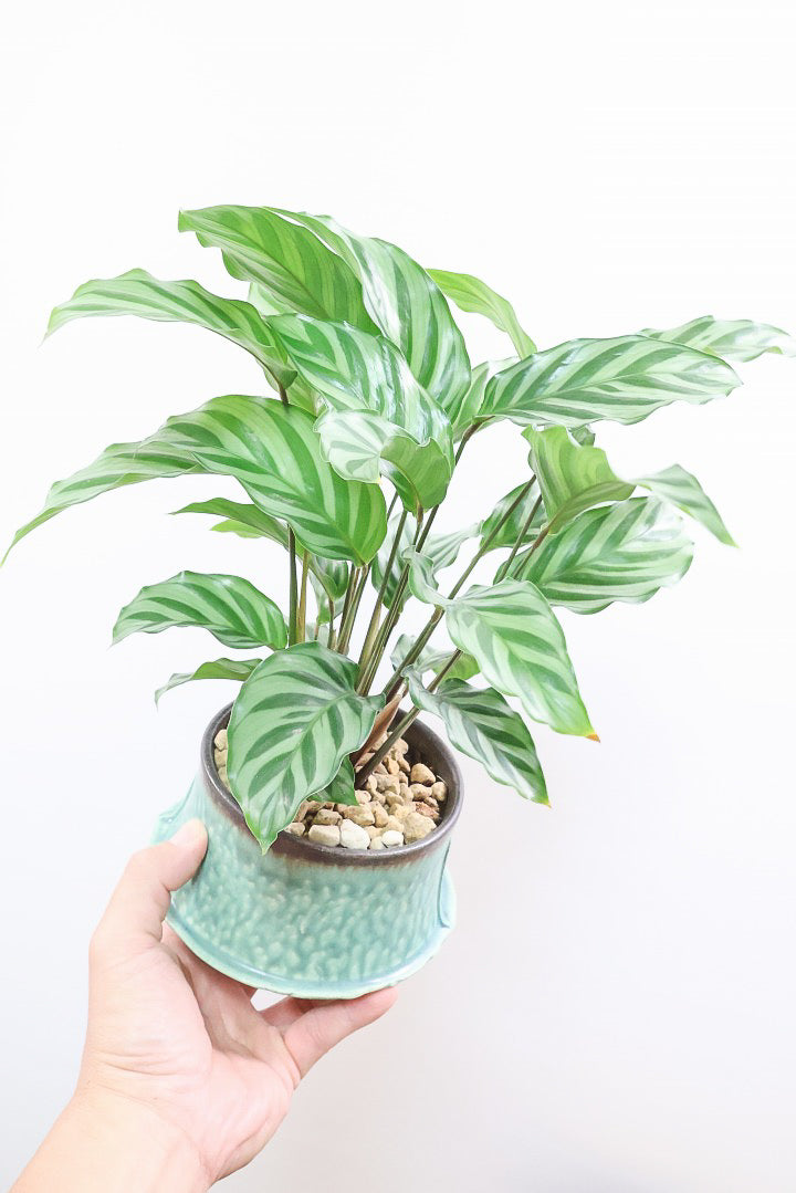 【カラテア フレディ】シルバーグリーンの葉色が特徴！カラテアの中でも育てやすい品種です！