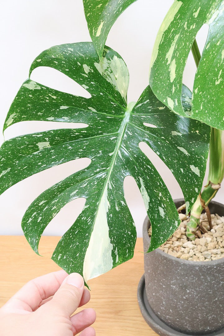 【モンステラ タイコンステレーション】ラスト１鉢です！タイコンらしいし美しい散斑！今回の斑はとても良いと思います！大き目の葉なので存在感がありますよ！