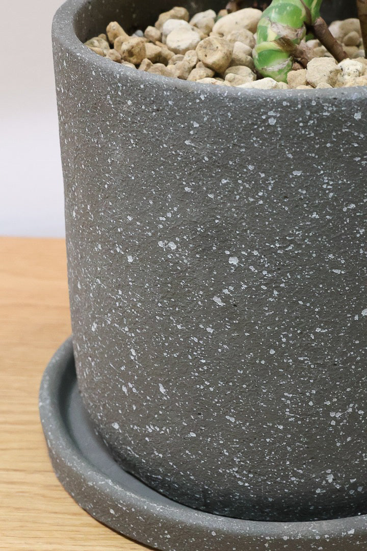 【モンステラ タイコンステレーション】ラスト１鉢です！タイコンらしいし美しい散斑！今回の斑はとても良いと思います！大き目の葉なので存在感がありますよ！