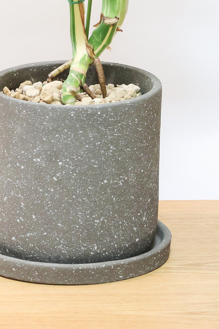 【モンステラ タイコンステレーション】ラスト１鉢です！タイコンらしいし美しい散斑！今回の斑はとても良いと思います！大き目の葉なので存在感がありますよ！