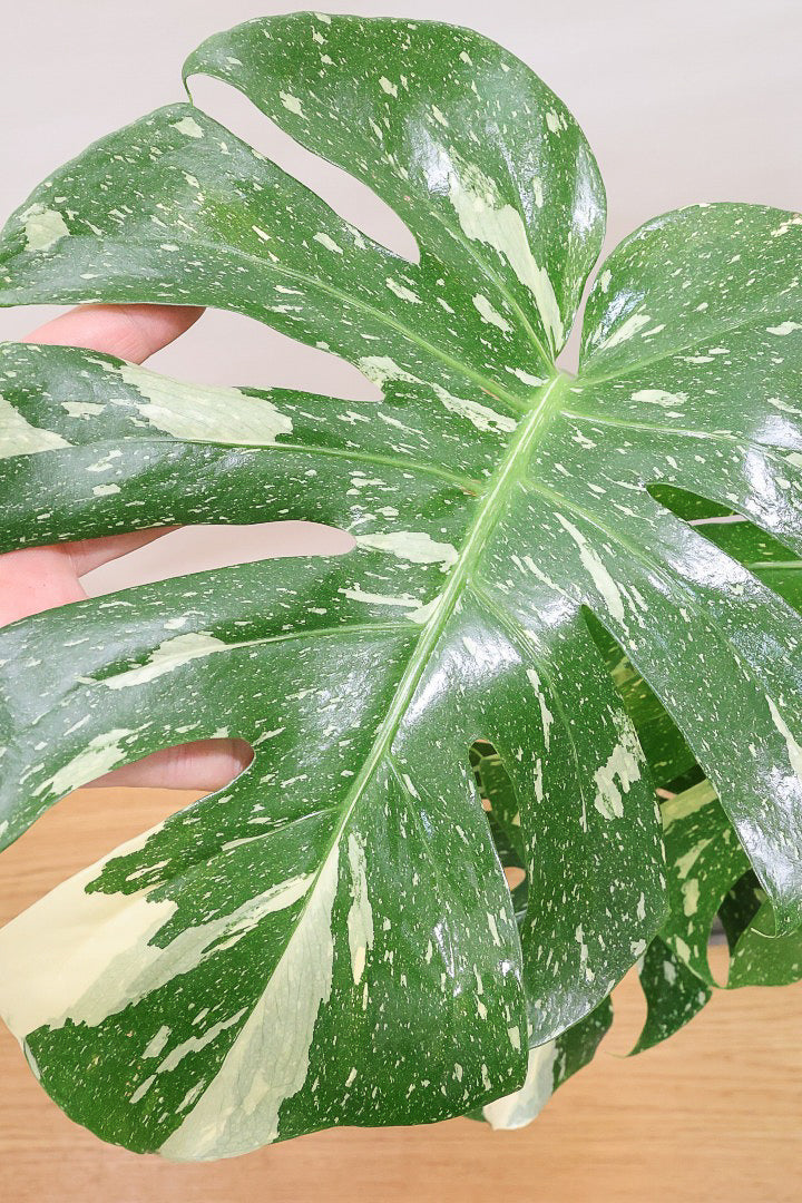 【モンステラ タイコンステレーション】ラスト１鉢です！タイコンらしいし美しい散斑！今回の斑はとても良いと思います！大き目の葉なので存在感がありますよ！