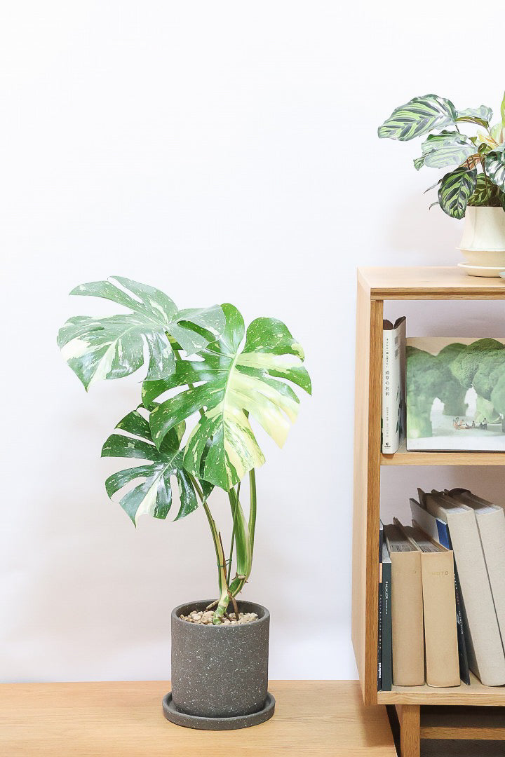 【モンステラ タイコンステレーション】ラスト１鉢です！タイコンらしいし美しい散斑！今回の斑はとても良いと思います！大き目の葉なので存在感がありますよ！