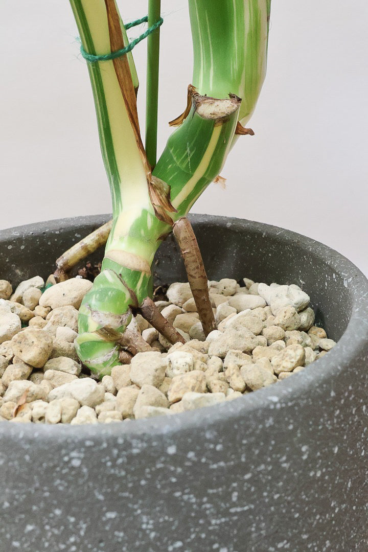 【モンステラ タイコンステレーション】ラスト１鉢です！タイコンらしいし美しい散斑！今回の斑はとても良いと思います！大き目の葉なので存在感がありますよ！