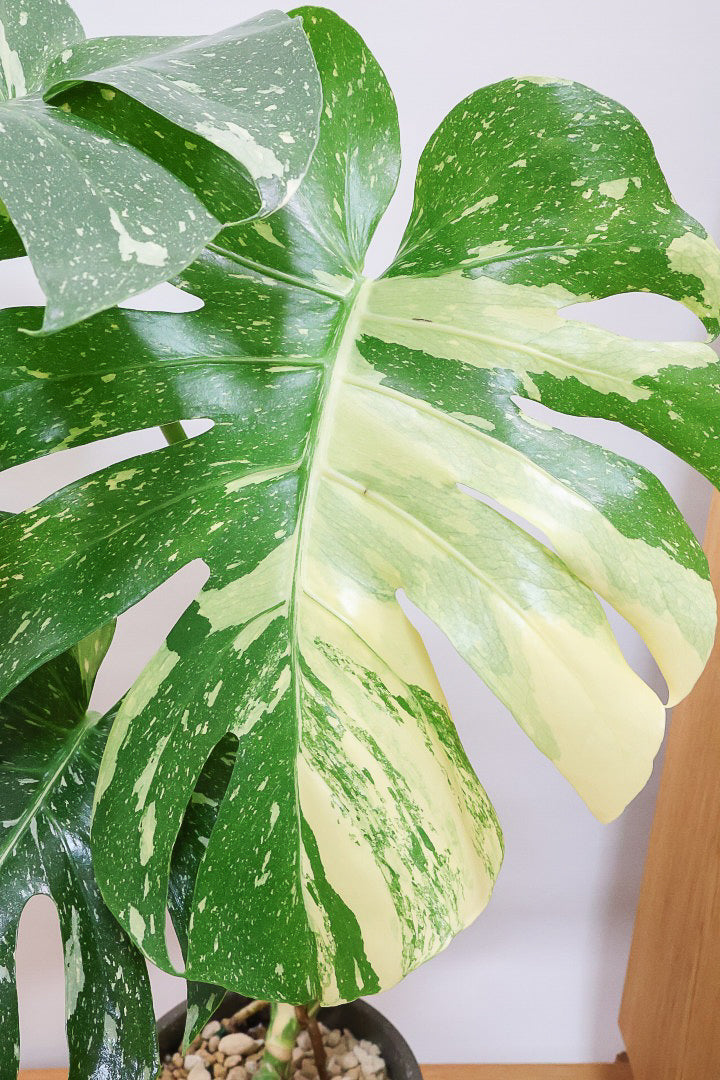 【モンステラ タイコンステレーション】ラスト１鉢です！タイコンらしいし美しい散斑！今回の斑はとても良いと思います！大き目の葉なので存在感がありますよ！