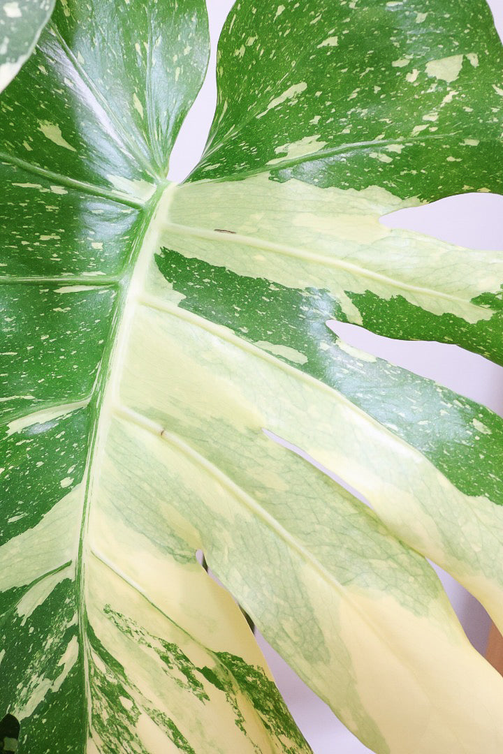 【モンステラ タイコンステレーション】ラスト１鉢です！タイコンらしいし美しい散斑！今回の斑はとても良いと思います！大き目の葉なので存在感がありますよ！