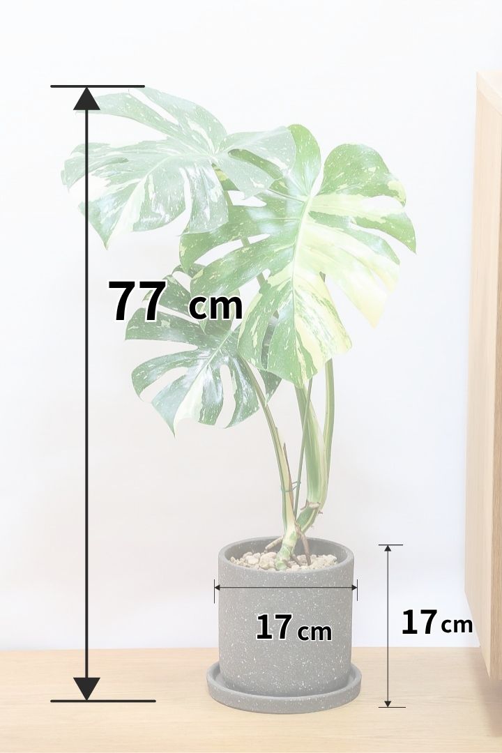 【モンステラ タイコンステレーション】ラスト１鉢です！タイコンらしいし美しい散斑！今回の斑はとても良いと思います！大き目の葉なので存在感がありますよ！