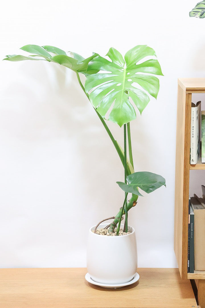 【モンステラ】ちょうどいいサイズ！葉数も多いのでボリュームがあります！おすすめです！