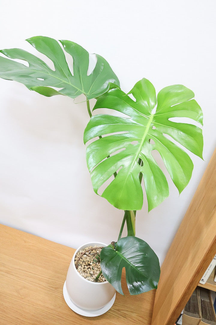 【モンステラ】ちょうどいいサイズ！葉数も多いのでボリュームがあります！おすすめです！