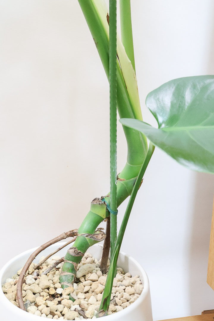 【モンステラ】ちょうどいいサイズ！葉数も多いのでボリュームがあります！おすすめです！