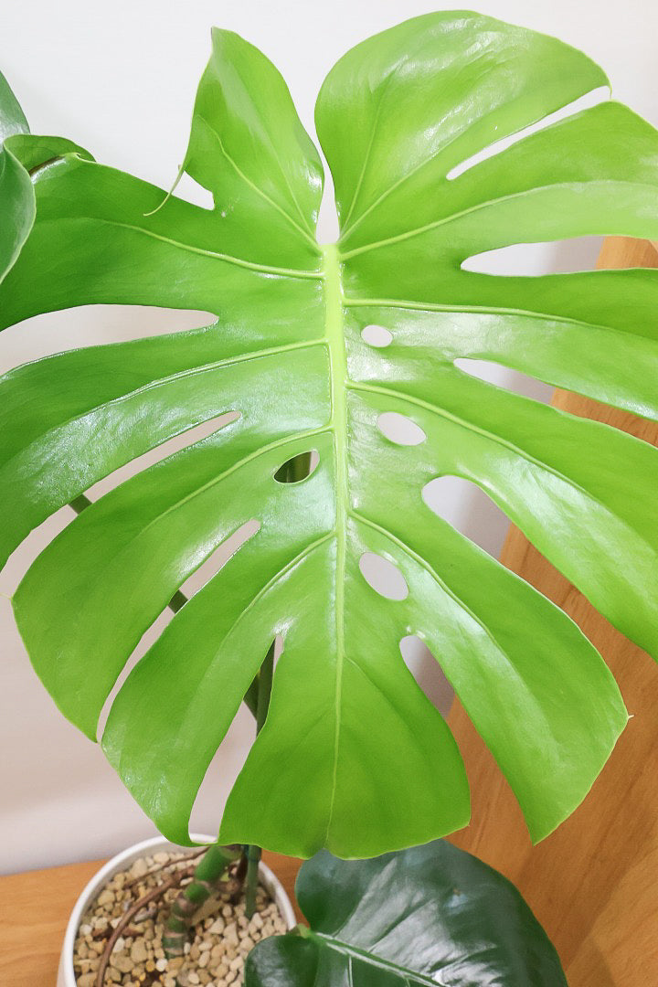 【モンステラ】ちょうどいいサイズ！葉数も多いのでボリュームがあります！おすすめです！