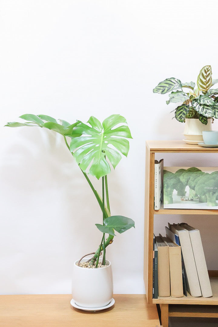 【モンステラ】ちょうどいいサイズ！葉数も多いのでボリュームがあります！おすすめです！