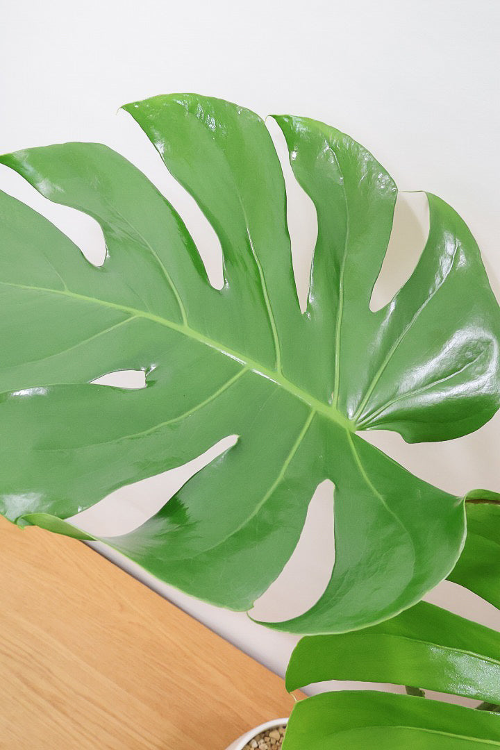 【モンステラ】ちょうどいいサイズ！葉数も多いのでボリュームがあります！おすすめです！