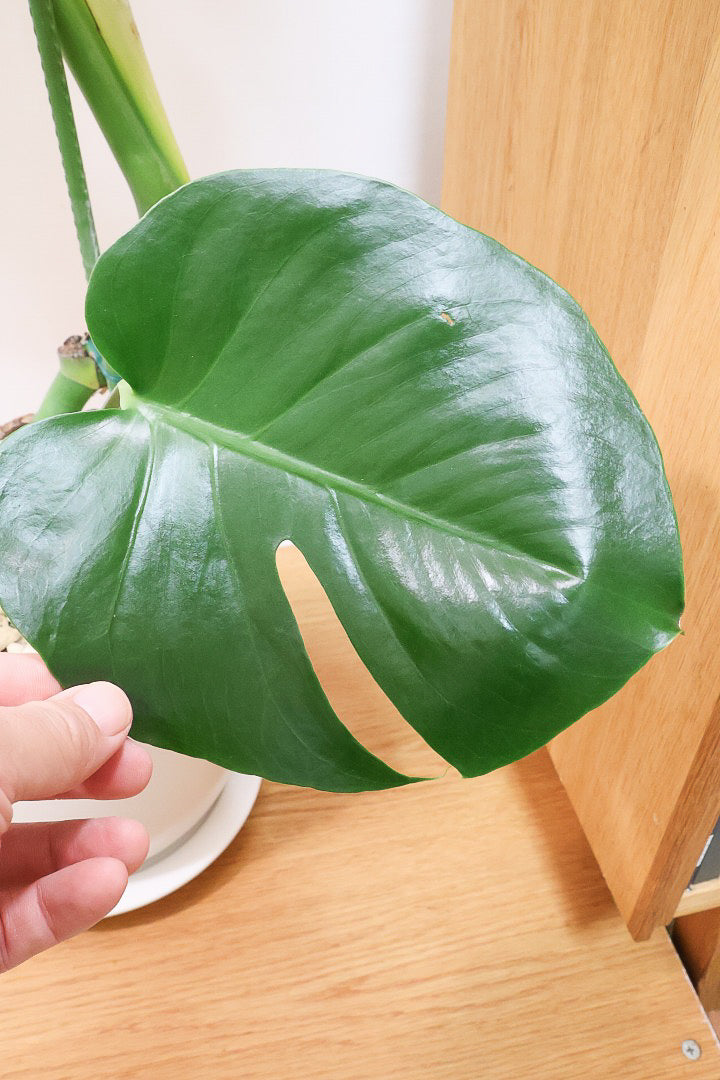 モンステラW60704| 観葉植物の通信販売 | APEGO(アペーゴ)