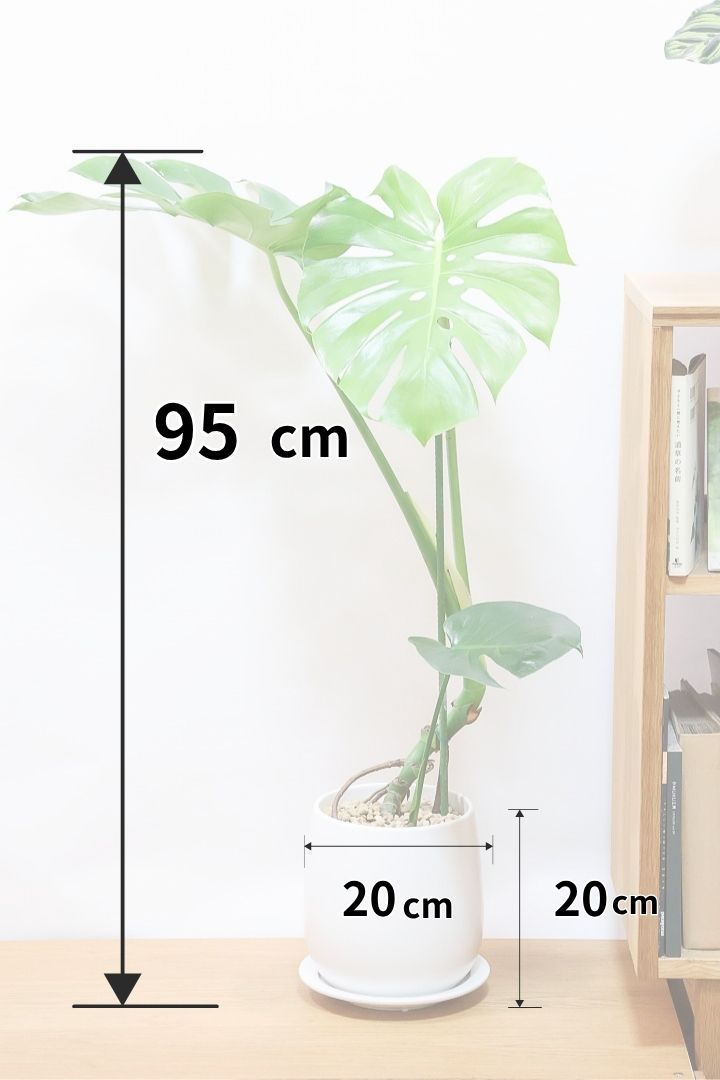 【モンステラ】ちょうどいいサイズ！葉数も多いのでボリュームがあります！おすすめです！