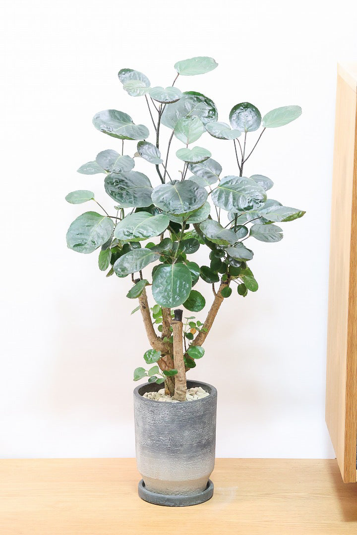 【ポリシャス ファビアン】ラストの１鉢！まん丸のかわいい葉っぱ。ダークグリーンの葉がとても渋くていい感じです♪