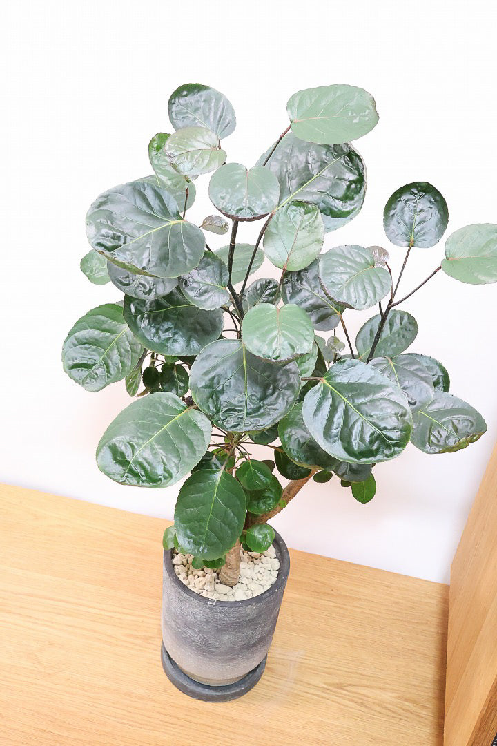 【ポリシャス ファビアン】ラストの１鉢！まん丸のかわいい葉っぱ。ダークグリーンの葉がとても渋くていい感じです♪