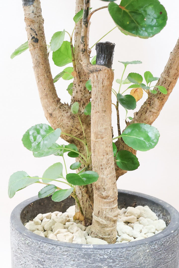 【ポリシャス ファビアン】ラストの１鉢！まん丸のかわいい葉っぱ。ダークグリーンの葉がとても渋くていい感じです♪