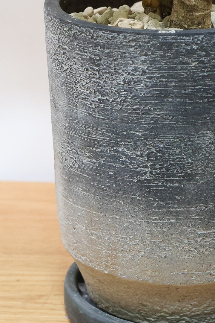 【ポリシャス ファビアン】ラストの１鉢！まん丸のかわいい葉っぱ。ダークグリーンの葉がとても渋くていい感じです♪