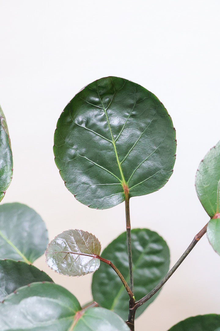 【ポリシャス ファビアン】ラストの１鉢！まん丸のかわいい葉っぱ。ダークグリーンの葉がとても渋くていい感じです♪