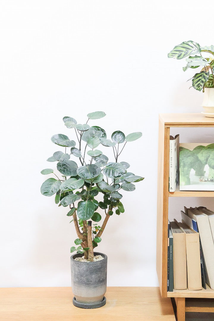 【ポリシャス ファビアン】ラストの１鉢！まん丸のかわいい葉っぱ。ダークグリーンの葉がとても渋くていい感じです♪