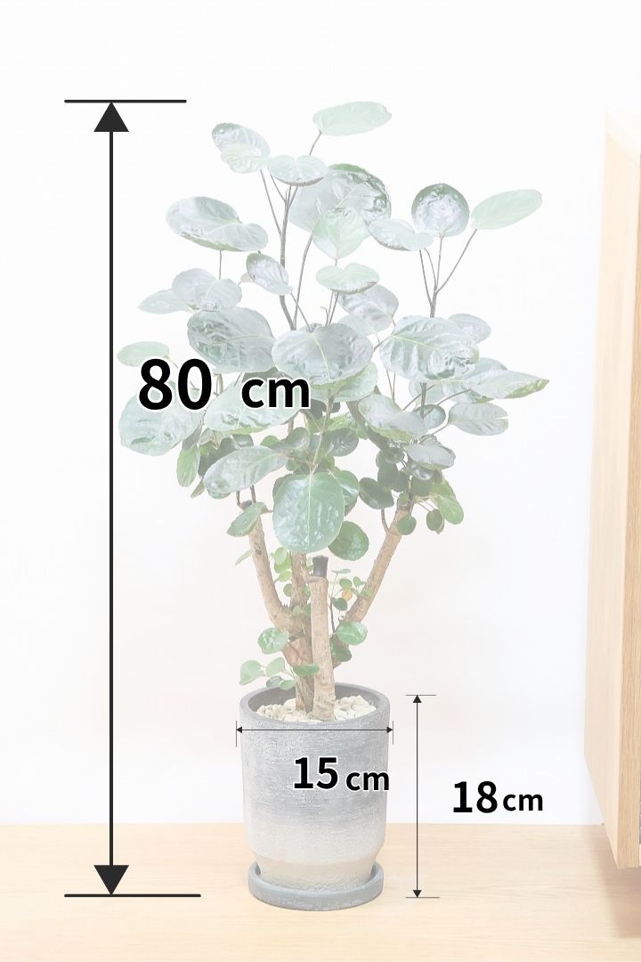 【ポリシャス ファビアン】ラストの１鉢！まん丸のかわいい葉っぱ。ダークグリーンの葉がとても渋くていい感じです♪