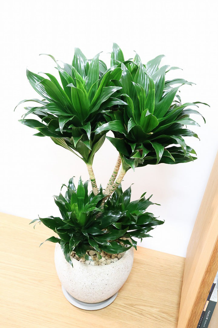 【ドラセナコンパクター】インテリアにちょうどいいサイズ。枝数も多くてとても素敵な樹形なんです！