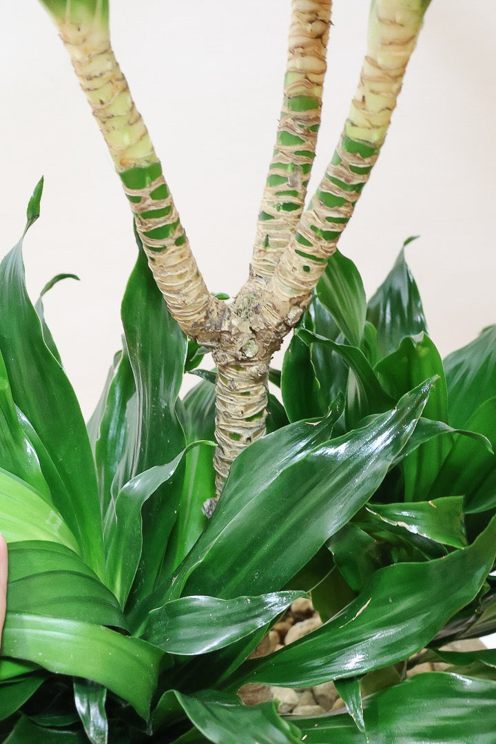 【ドラセナコンパクター】インテリアにちょうどいいサイズ。枝数も多くてとても素敵な樹形なんです！