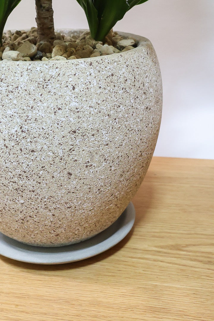 【ドラセナコンパクター】インテリアにちょうどいいサイズ。枝数も多くてとても素敵な樹形なんです！