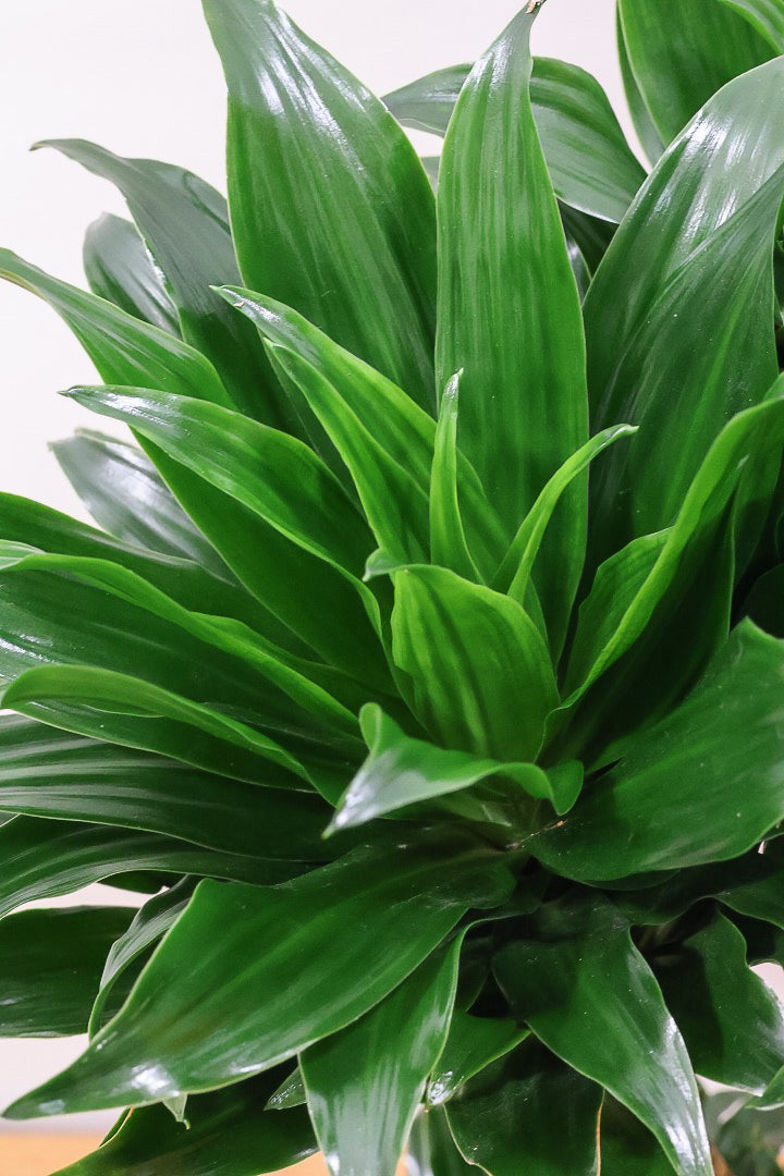 【ドラセナコンパクター】インテリアにちょうどいいサイズ。枝数も多くてとても素敵な樹形なんです！