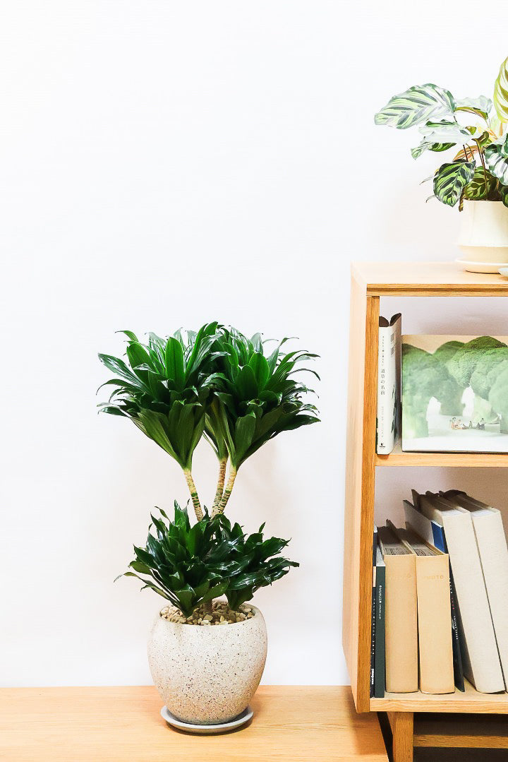 【ドラセナコンパクター】インテリアにちょうどいいサイズ。枝数も多くてとても素敵な樹形なんです！