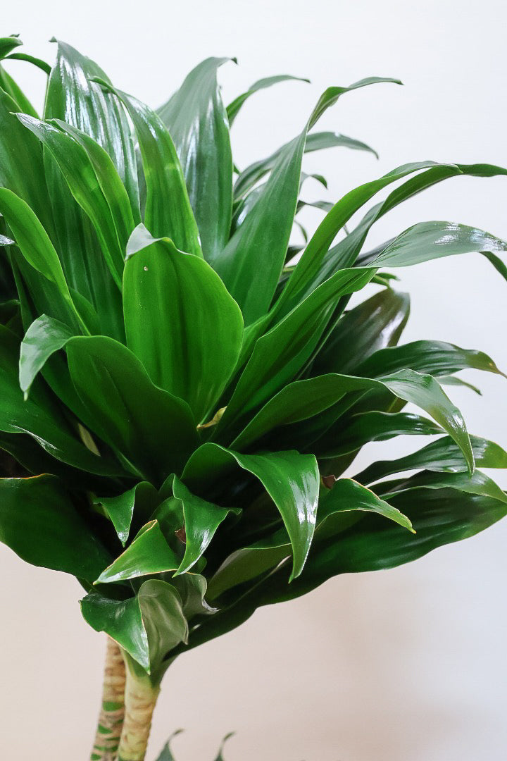 【ドラセナコンパクター】インテリアにちょうどいいサイズ。枝数も多くてとても素敵な樹形なんです！