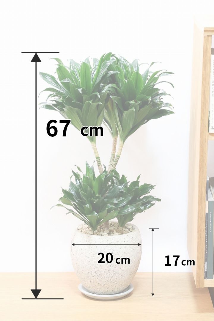 【ドラセナコンパクター】インテリアにちょうどいいサイズ。枝数も多くてとても素敵な樹形なんです！
