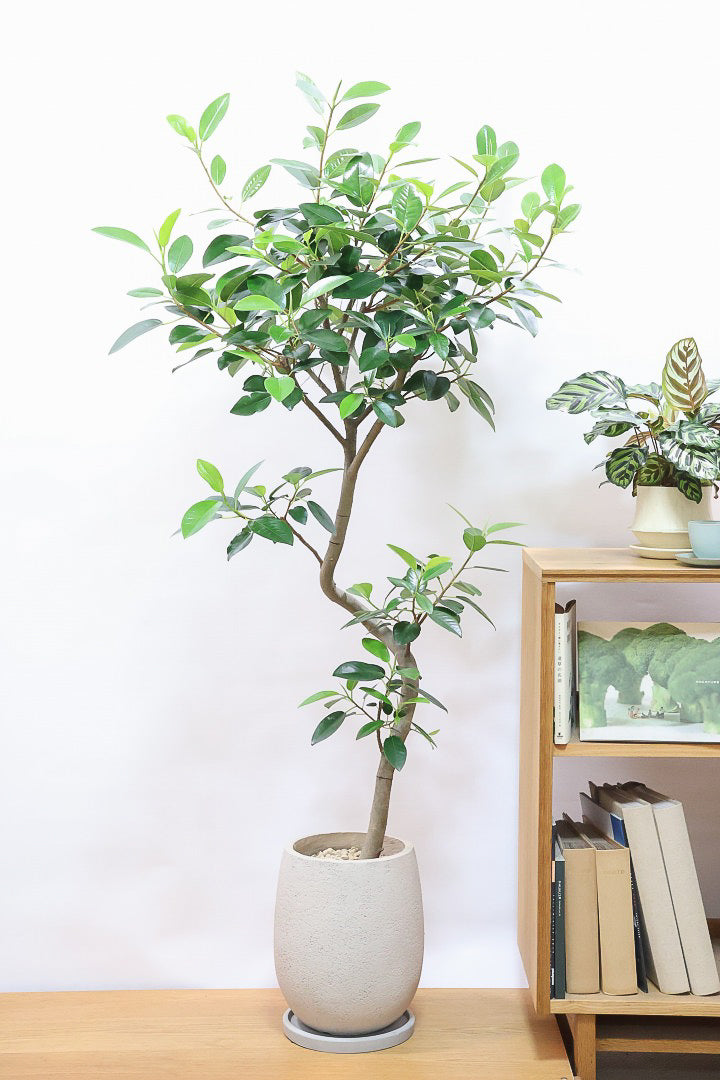 【フランスゴム】ボリュームのあるタイプ！沖縄の温暖な環境ですくすくと生長しました！