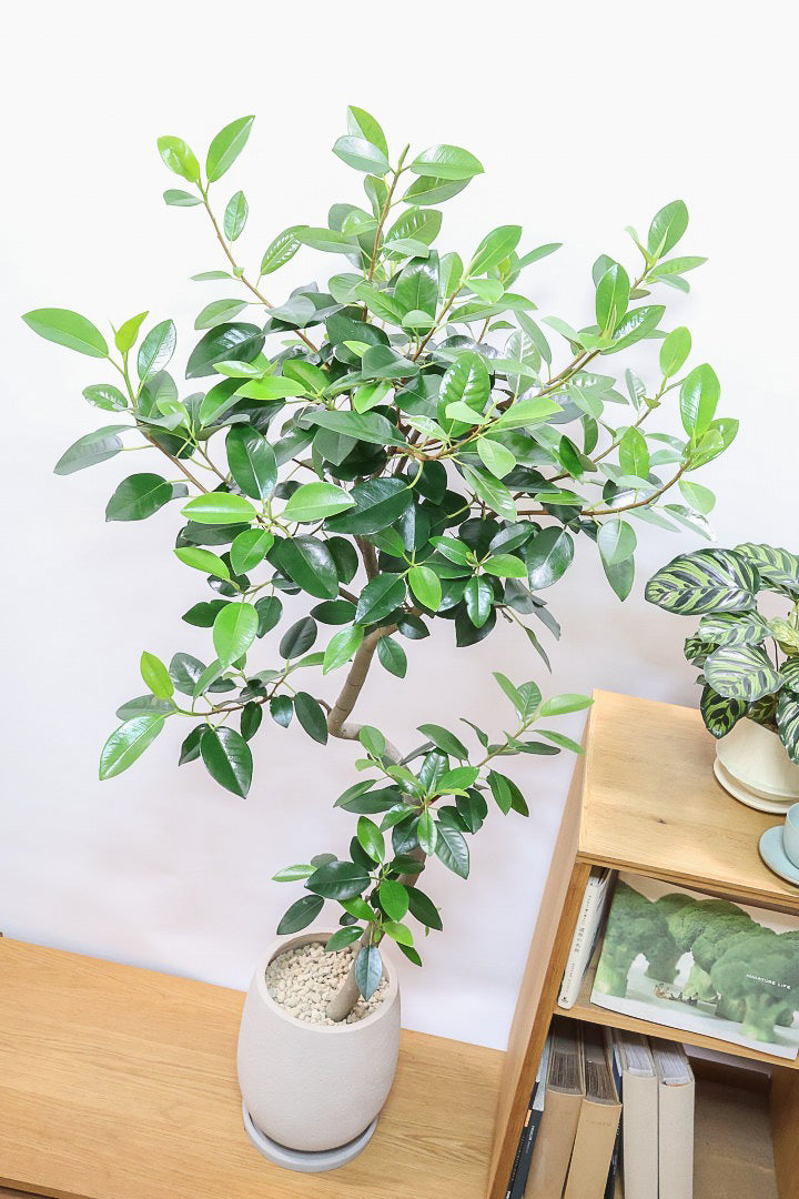 【フランスゴム】ボリュームのあるタイプ！沖縄の温暖な環境ですくすくと生長しました！